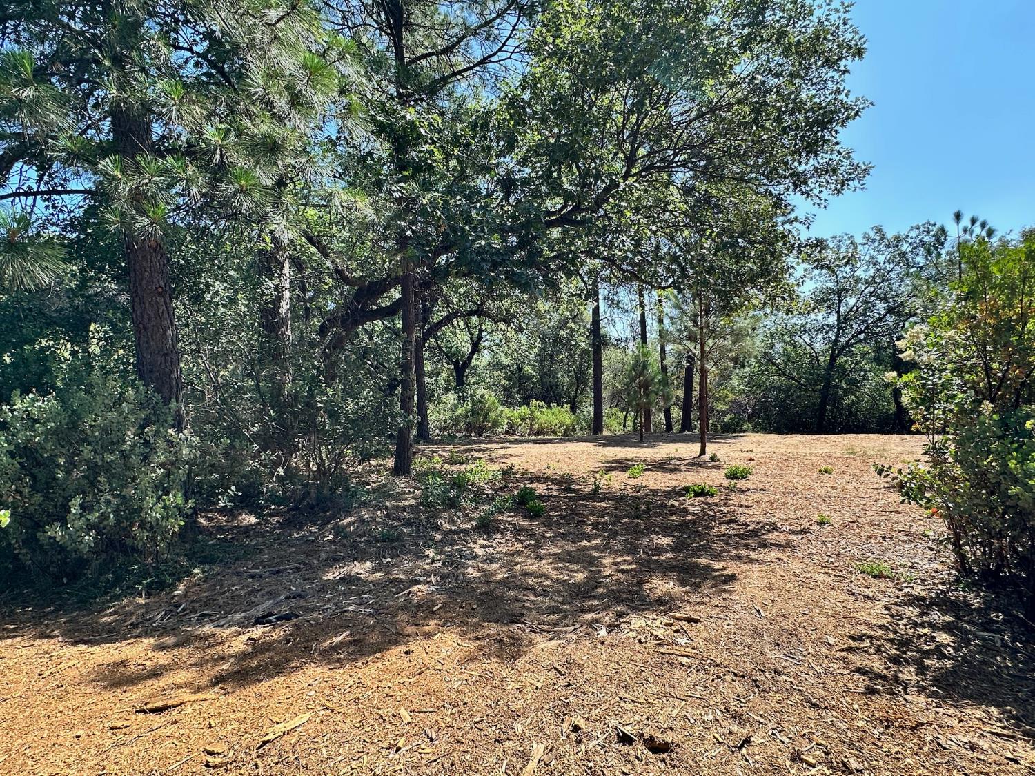 4003 Summit View Court Meadow Vista, CA 95722 - Photo 4 of 40 a view of a yard with large trees