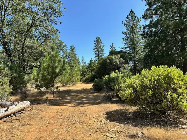a view of a yard with plants and trees
