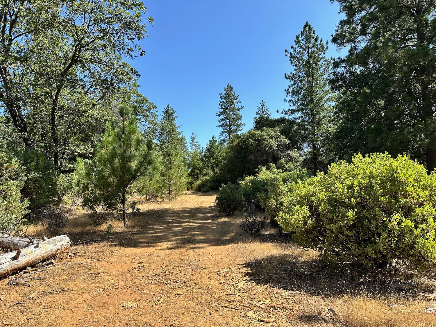 4003 Summit View Court Meadow Vista, CA 95722 - Photo 5 of 40 a view of a yard with plants and trees