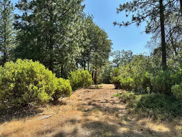 a view of a yard with plants and trees