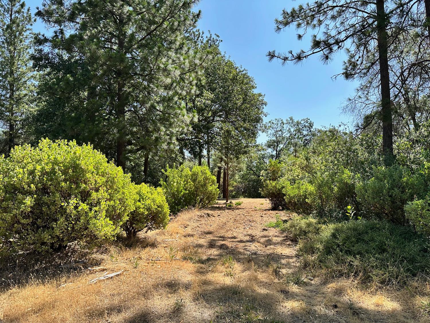 4003 Summit View Court Meadow Vista, CA 95722 - Photo 6 of 40 a view of a yard with plants and trees