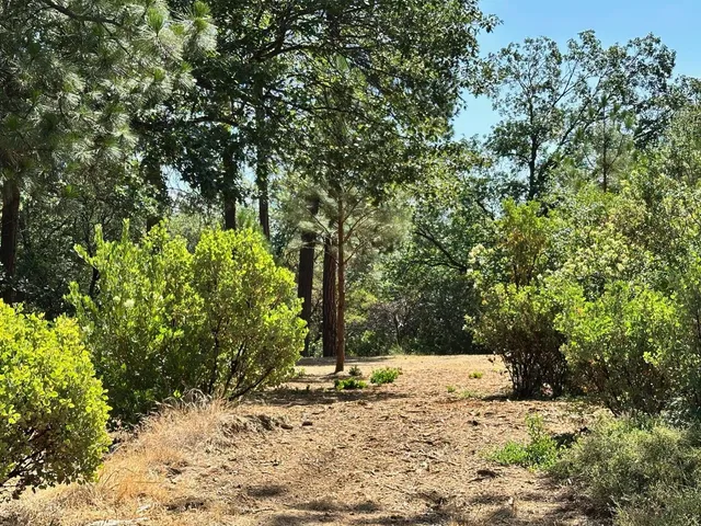a view of a tree with a yard