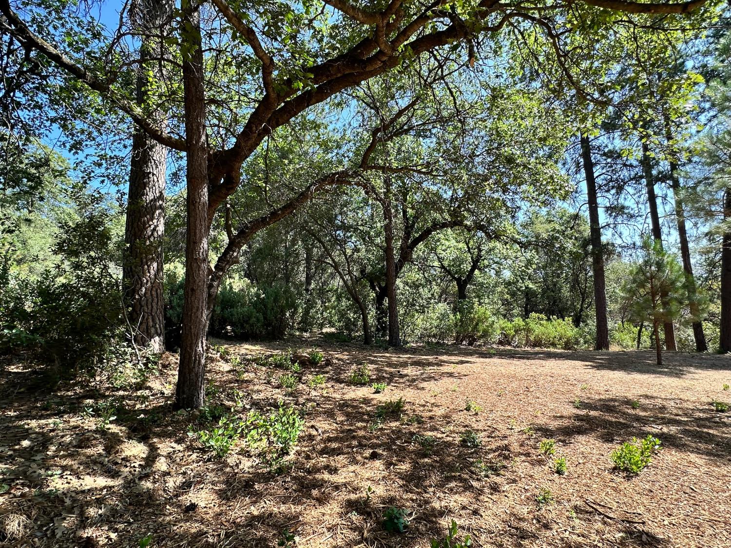 4003 Summit View Court Meadow Vista, CA 95722 - Photo 9 of 40 a view of outdoor space with trees
