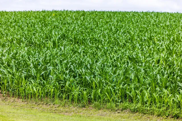 $1,137,023 | Tbd 370th Street, Pelican Rapids, MN 56572