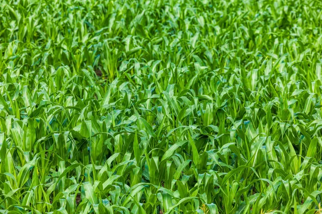 $1,137,023 | Tbd 370th Street, Pelican Rapids, MN 56572