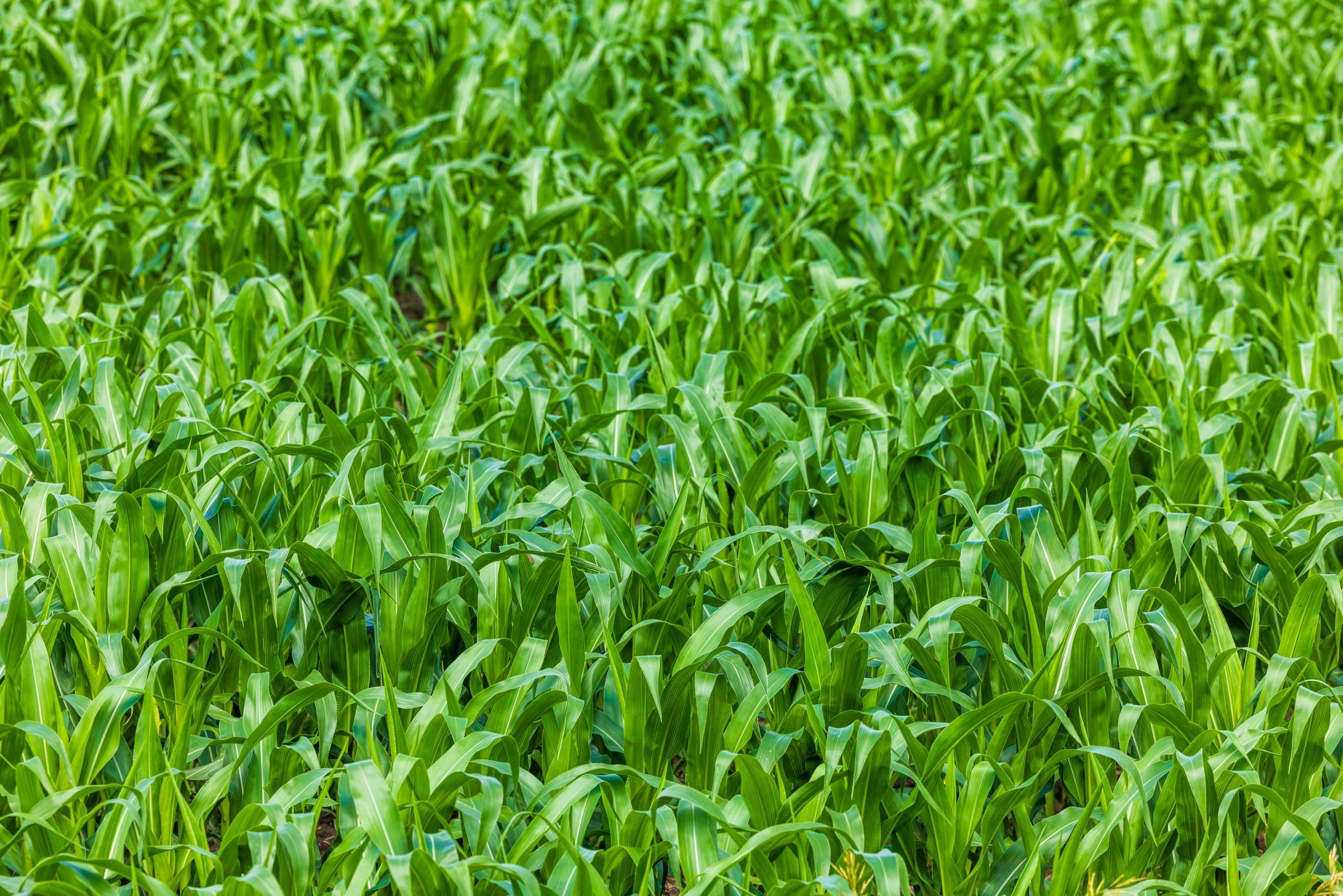 Tbd 370th Street Pelican Rapids, MN 56572 - Photo 35 of 39