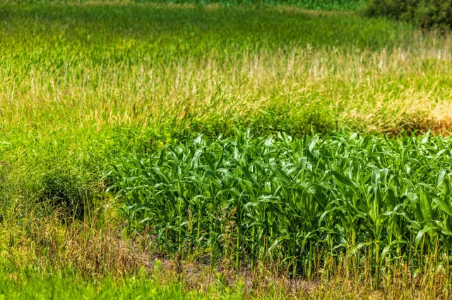 $1,137,023 | Tbd 370th Street, Pelican Rapids, MN 56572