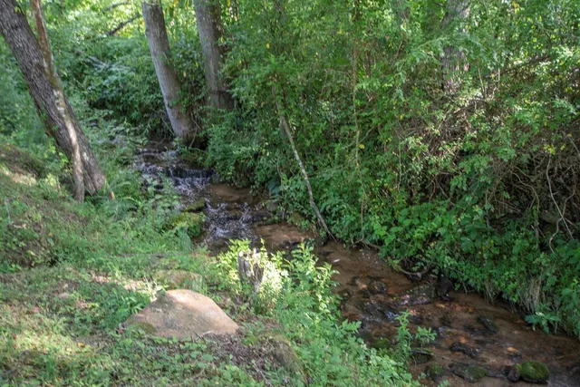 a view of a garden with plants
