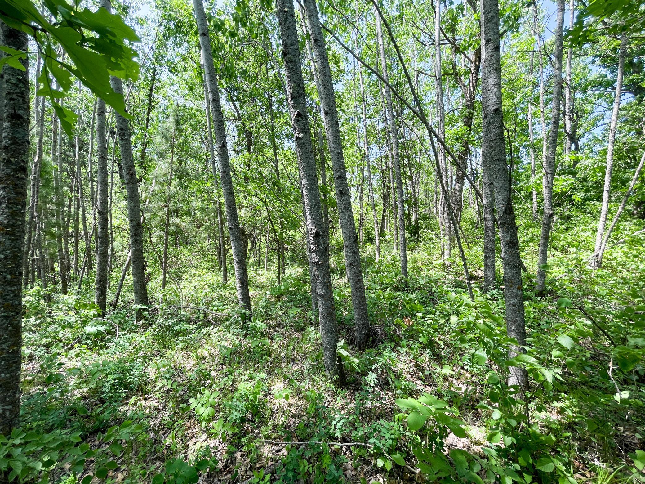 Tbd Stone Lake Road Southwest Bemidji, MN 56601 - Photo 21 of 29