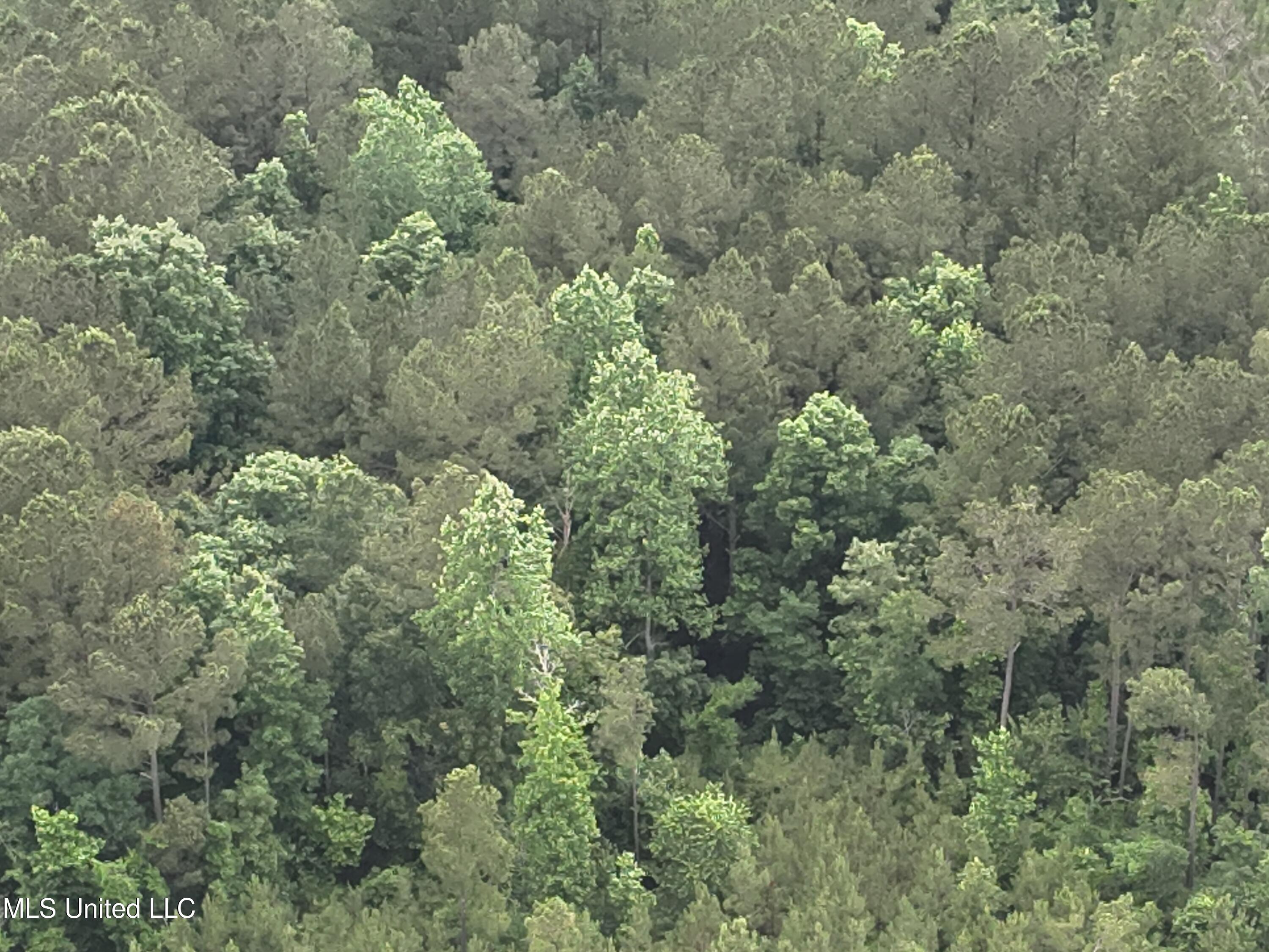 Old Pickens Rd Road Sallis, MS 39160 - Photo 12 of 28 DJI_20230524154844_0011_V