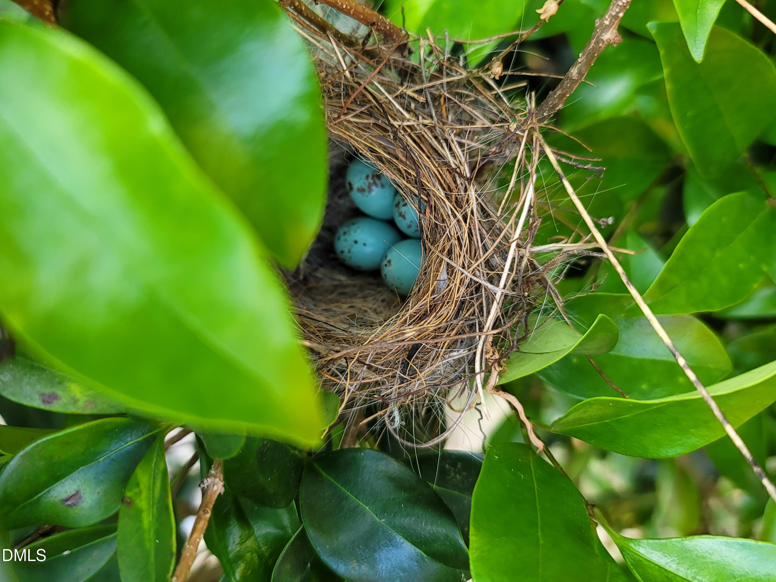 136 Kenneth Lane Willow Spring, NC 27592 - Photo 83 of 94 Blue eggs!