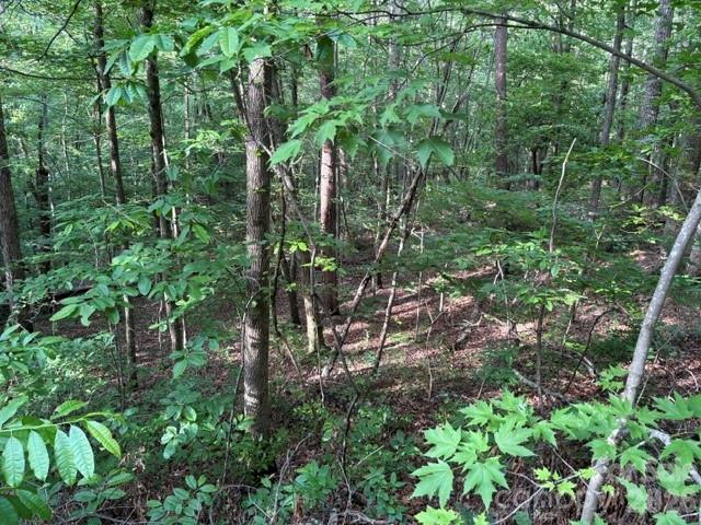 0 Cardinal Circle Tryon, NC 28782 - Photo 5 of 6 a view of a garden with a tree
