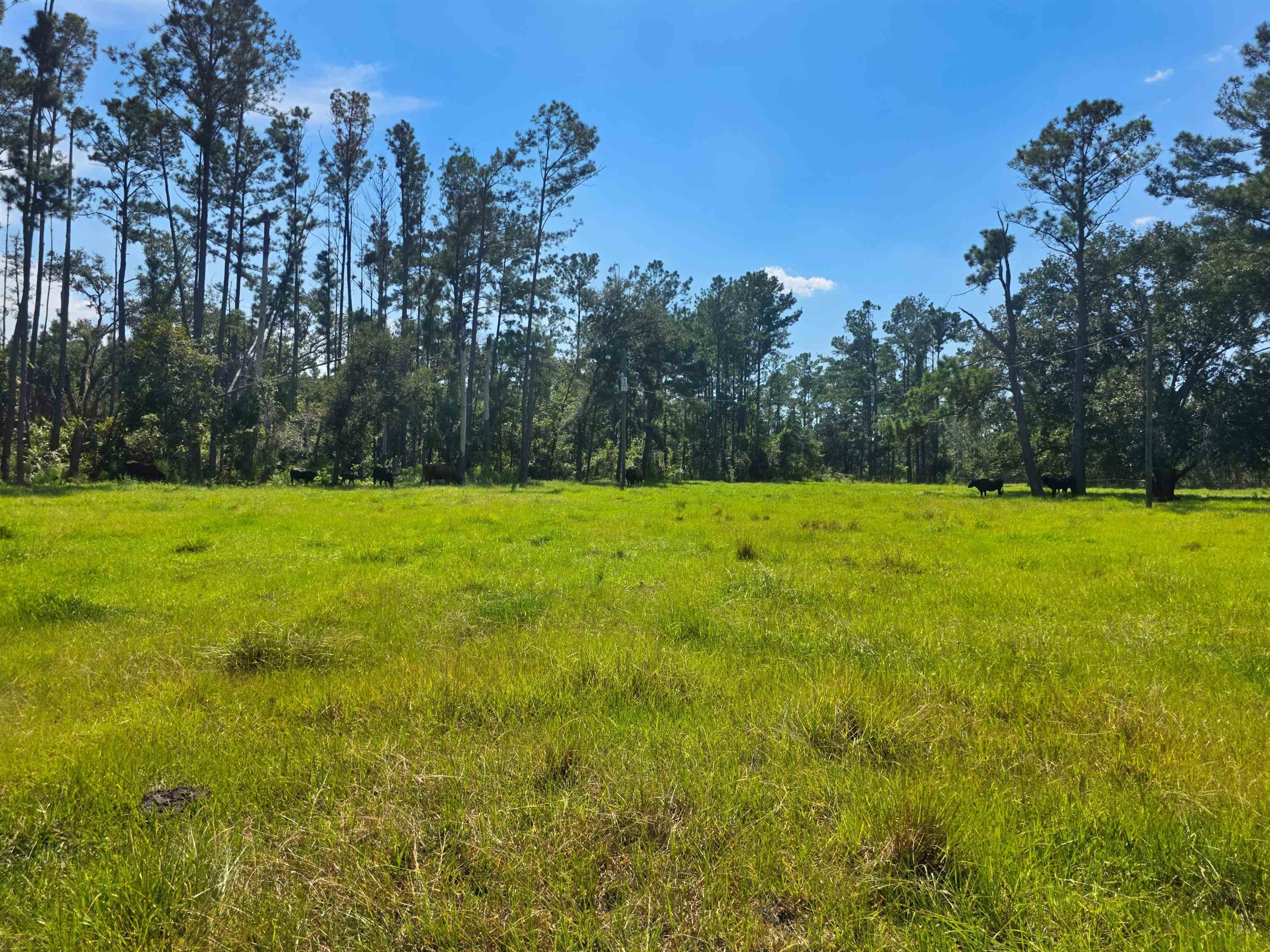 183 Jim Clark Road Madison, FL 32340 - Photo 18 of 31