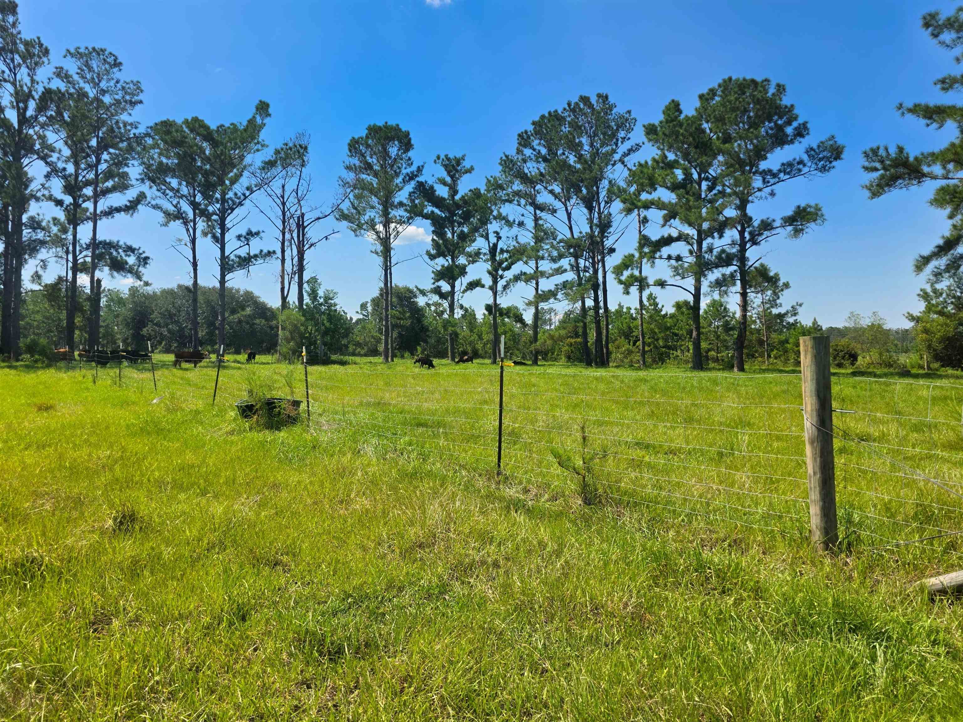 183 Jim Clark Road Madison, FL 32340 - Photo 19 of 31