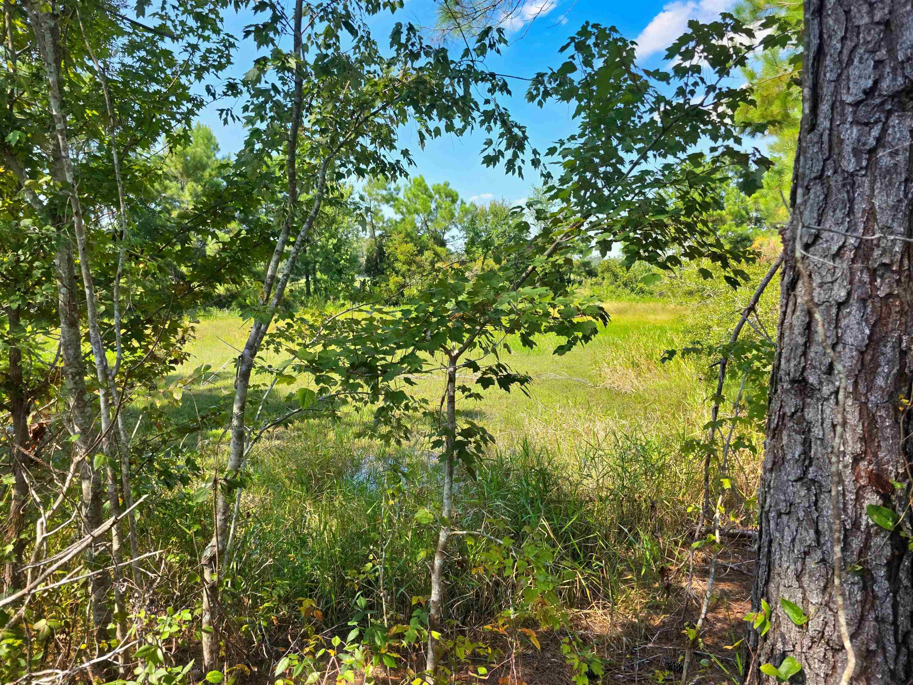 183 Jim Clark Road Madison, FL 32340 - Photo 3 of 31