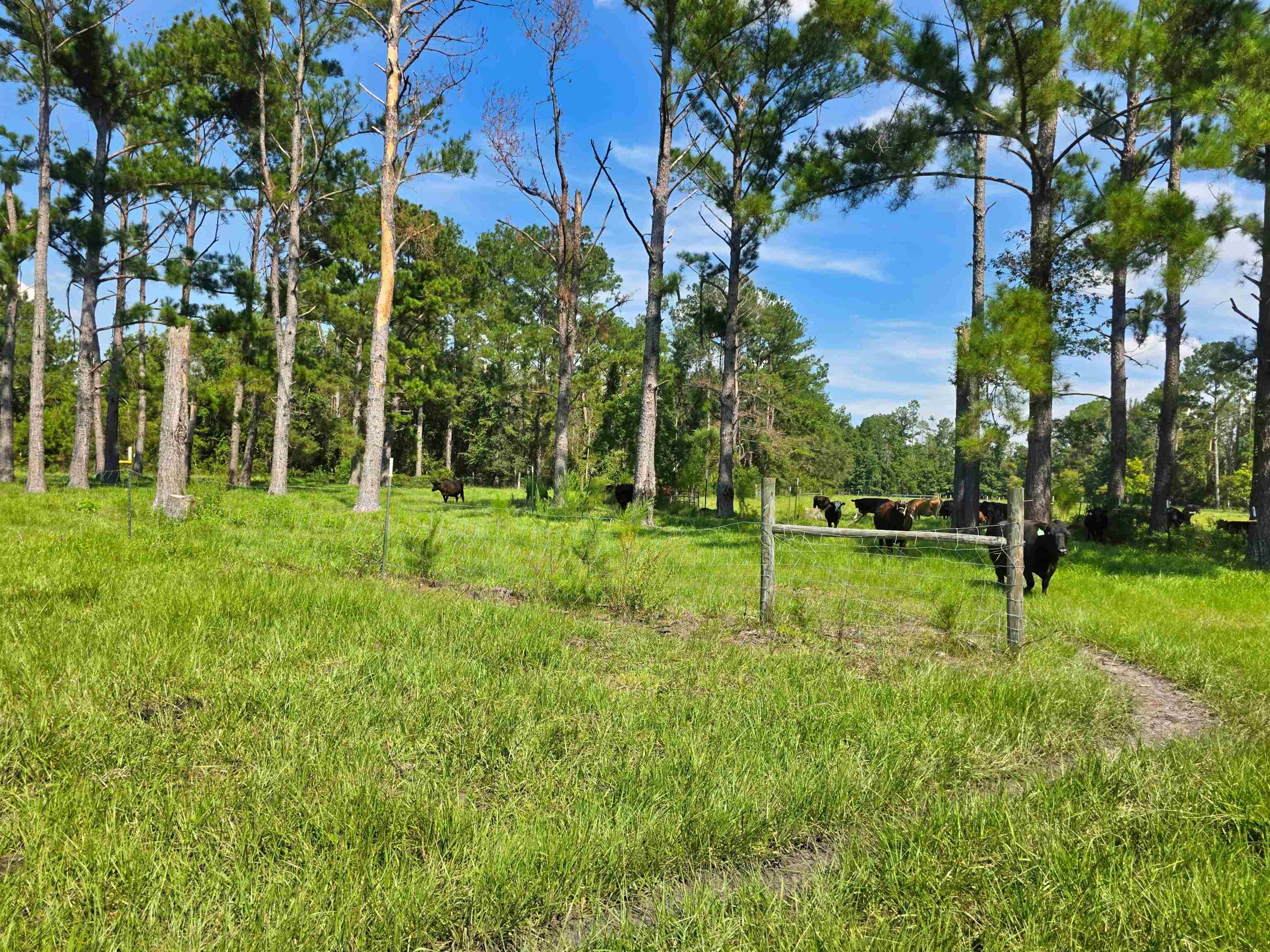 183 Jim Clark Road Madison, FL 32340 - Photo 7 of 31