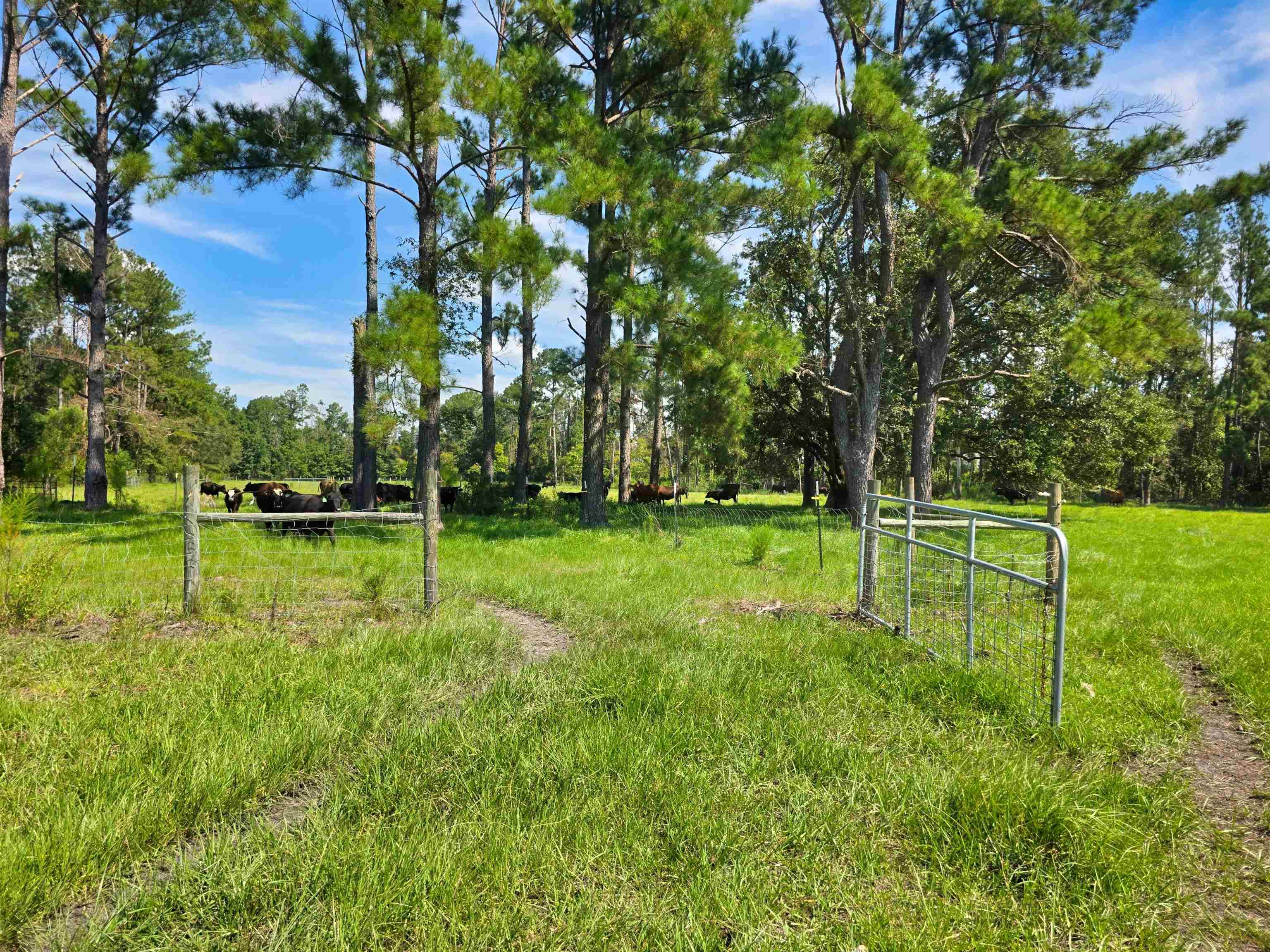 183 Jim Clark Road Madison, FL 32340 - Photo 8 of 31