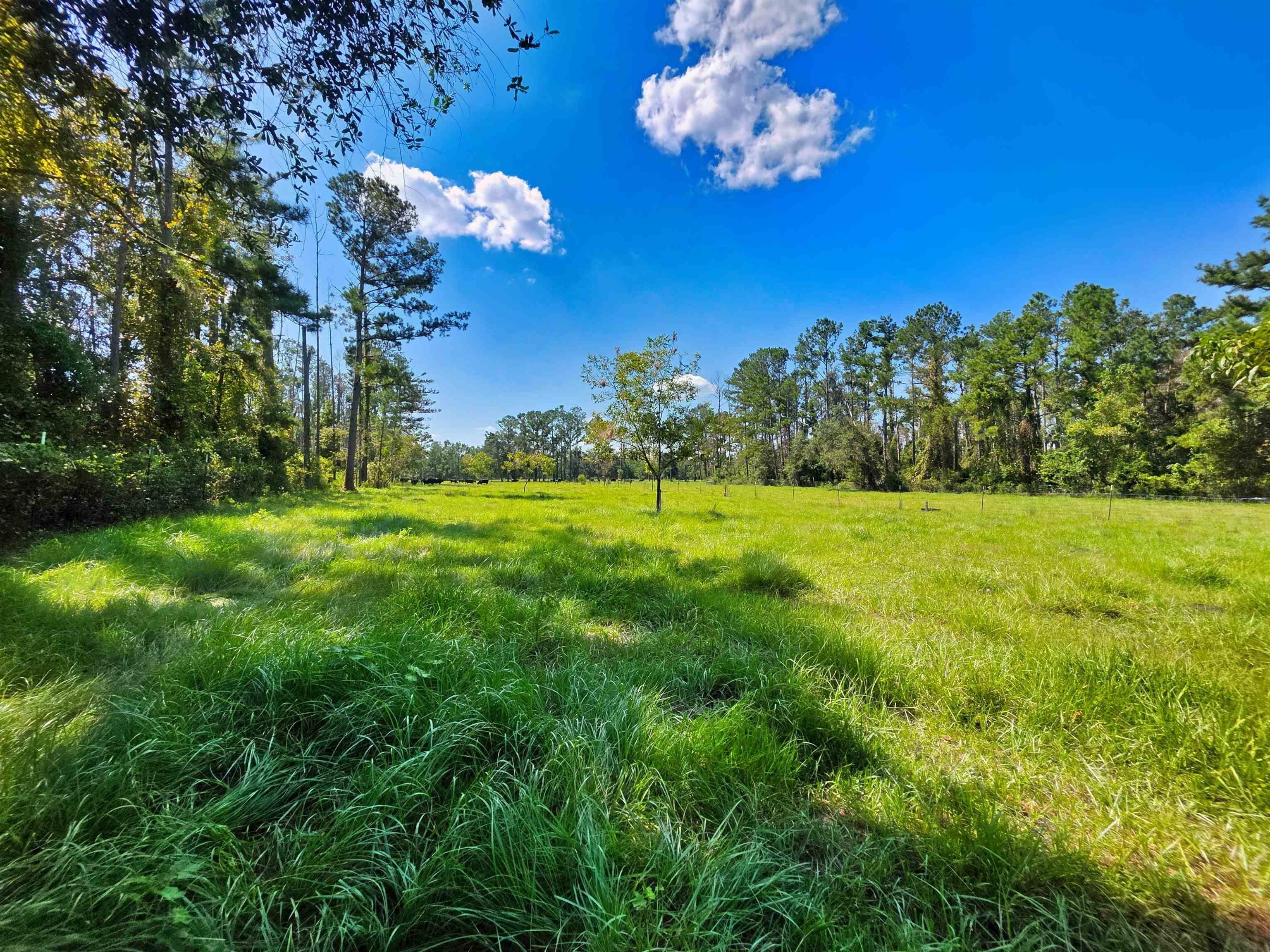 183 Jim Clark Road Madison, FL 32340 - Photo 10 of 31