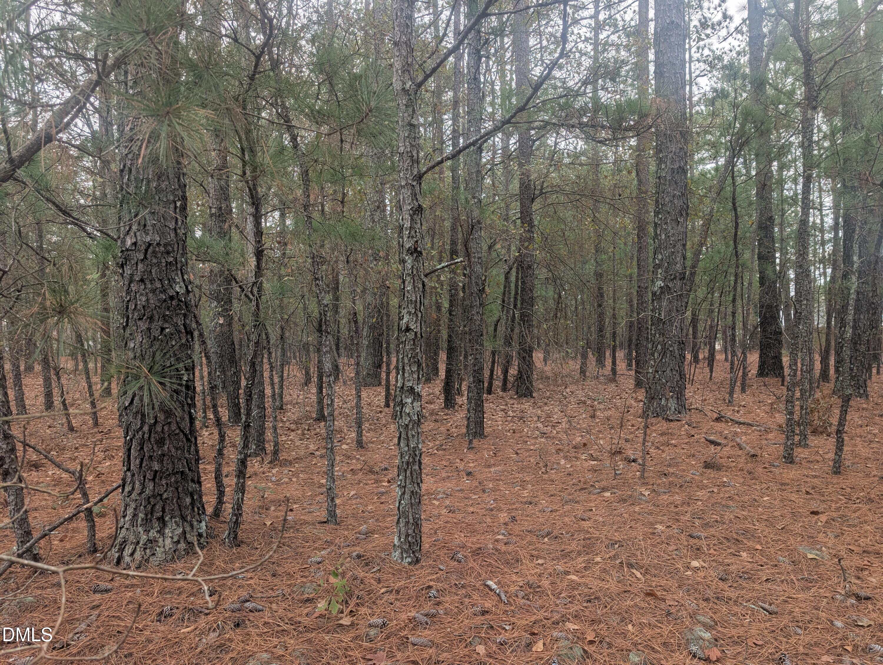 13 Sawgrass Road Eagle Springs, NC 27242 - Photo 5 of 6 a view of outdoor space with lots of trees