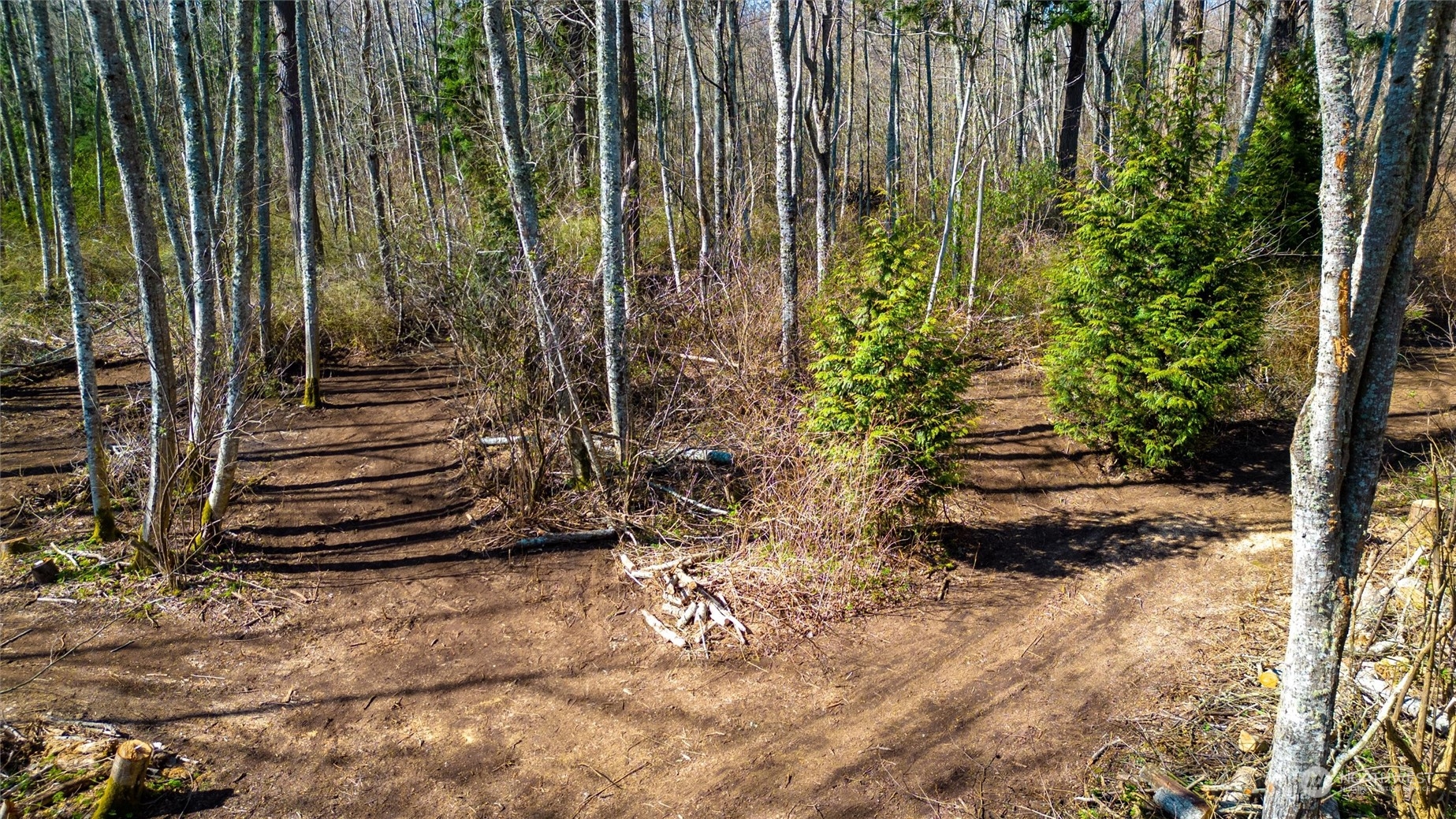 2646 Cagey Road Bellingham, WA 98226 - Photo 17 of 25 a view of a backyard with plants