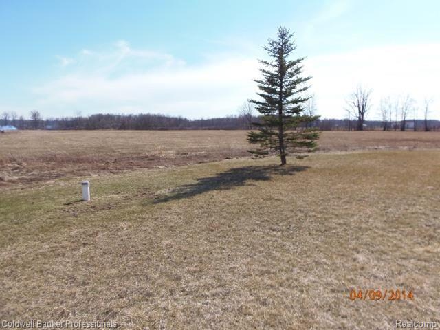 2264 Daley backyard.jpg