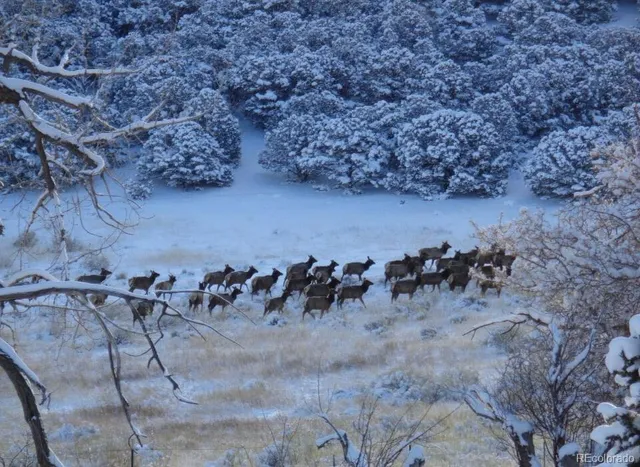 a view of a yard with horses