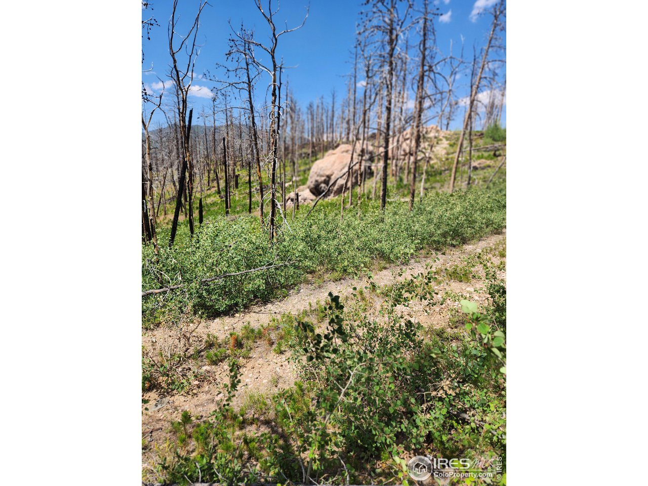963 Crystal Mountain Road Bellvue, CO 80512 - Photo 21 of 27 Take a walk along the trail