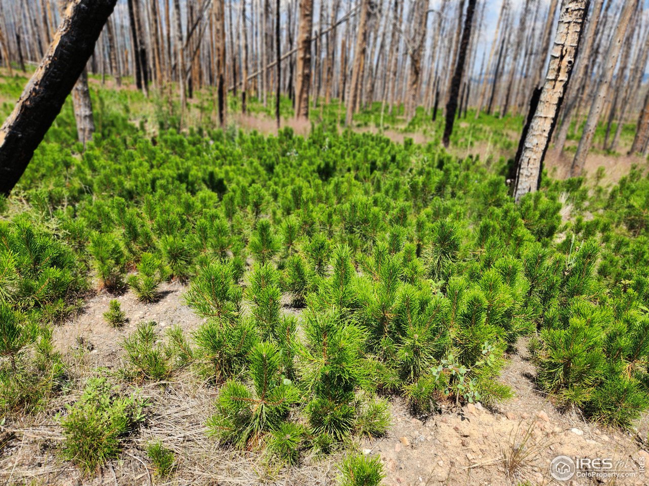 963 Crystal Mountain Road Bellvue, CO 80512 - Photo 5 of 27 New trees all around