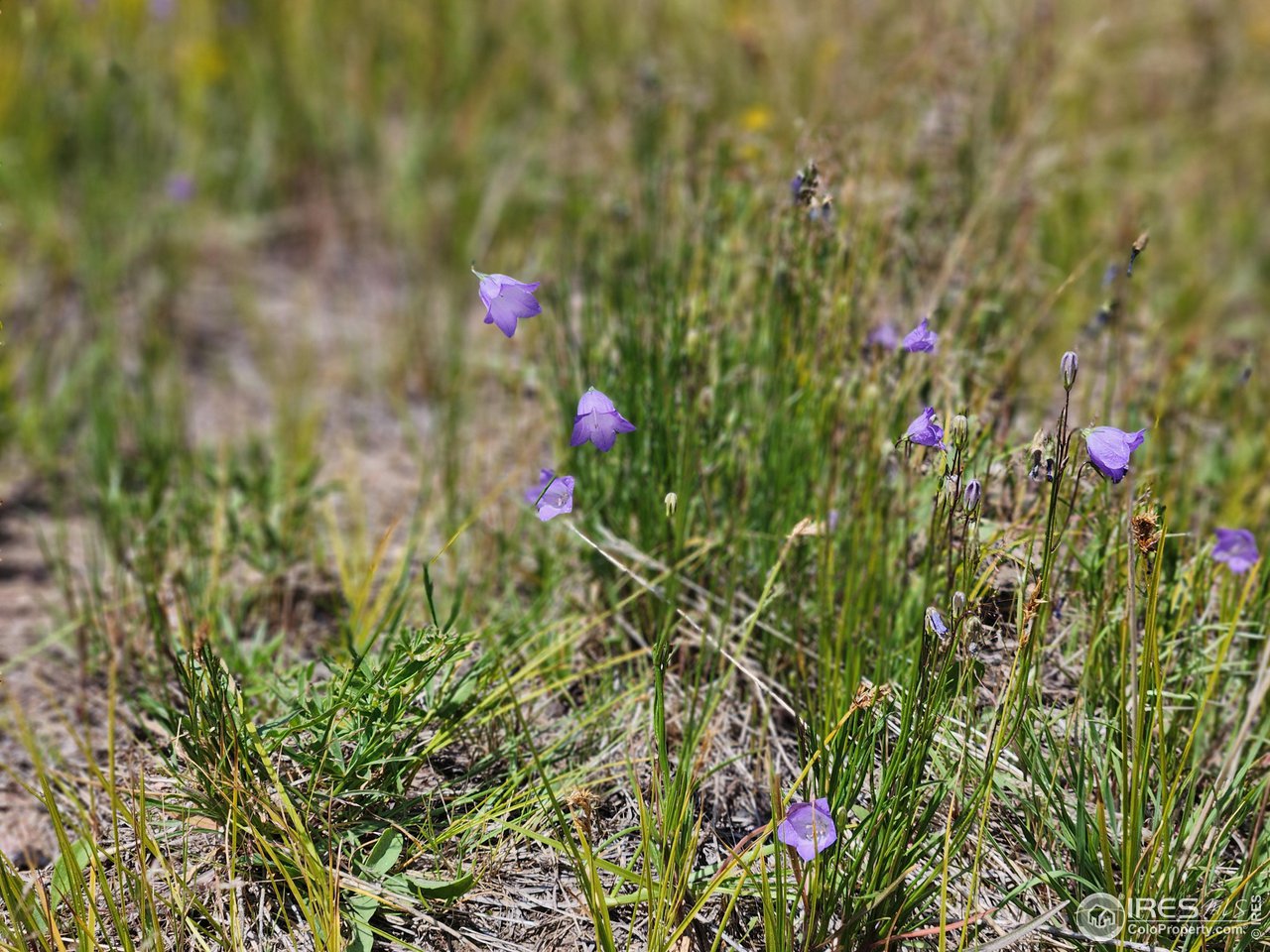963 Crystal Mountain Road Bellvue, CO 80512 - Photo 6 of 27 New growth everywhere