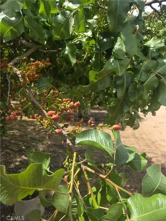 a view of flowers tree