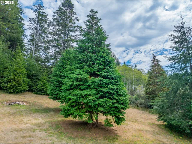 a view of a yard with plants and a large tree