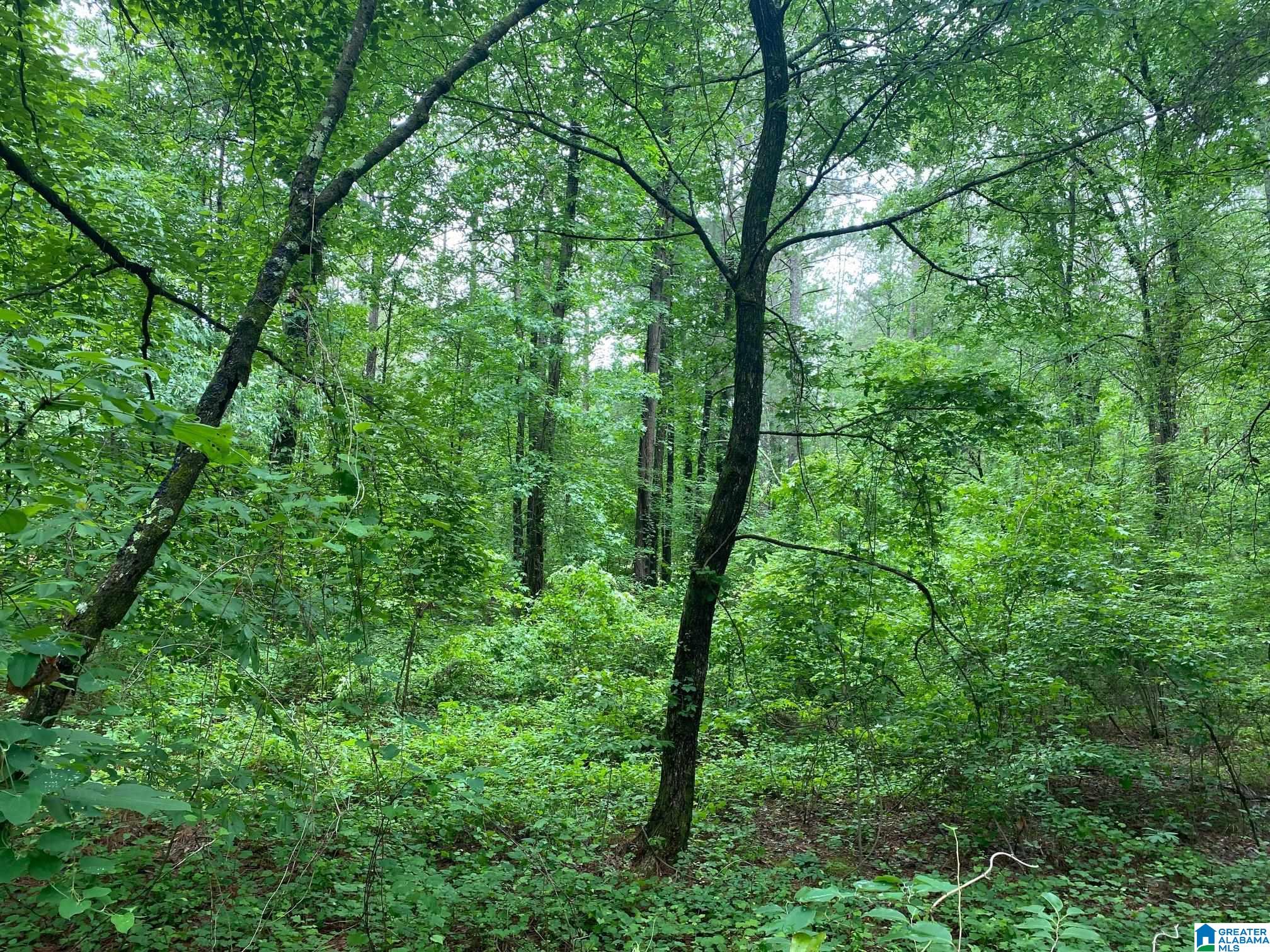 0 Roy Webb Cutoff Road, Unit 2 LOTS Piedmont, AL 36272 - Photo 10 of 10