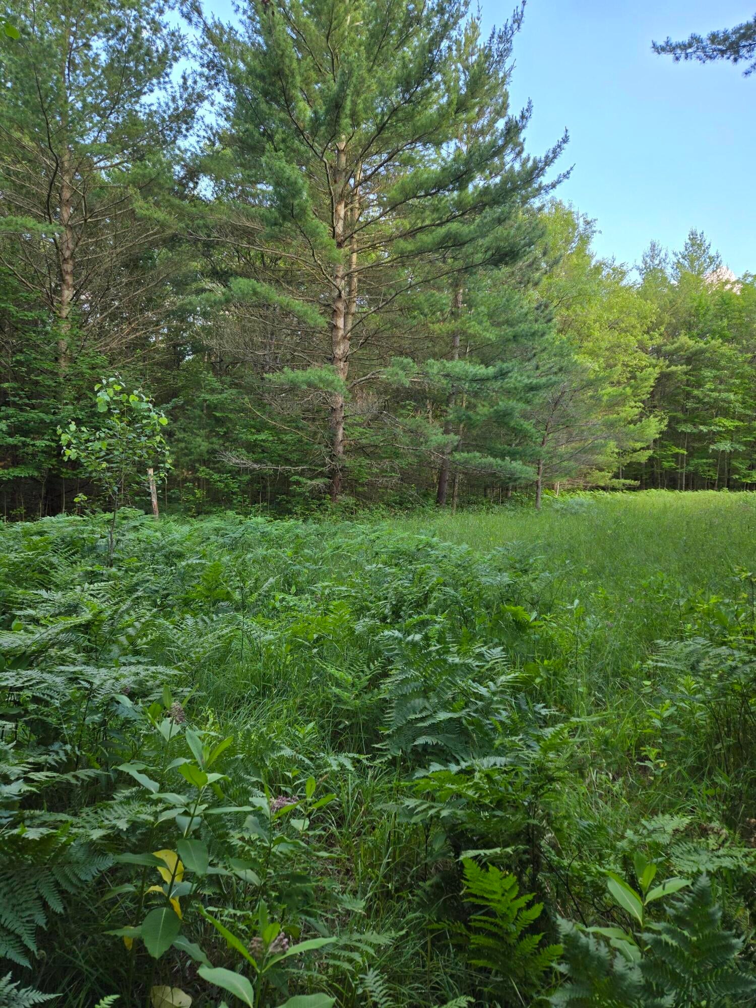 Pere Cheney Road Roscommon, MI 48653 - Photo 8 of 9 Gallery Image 8