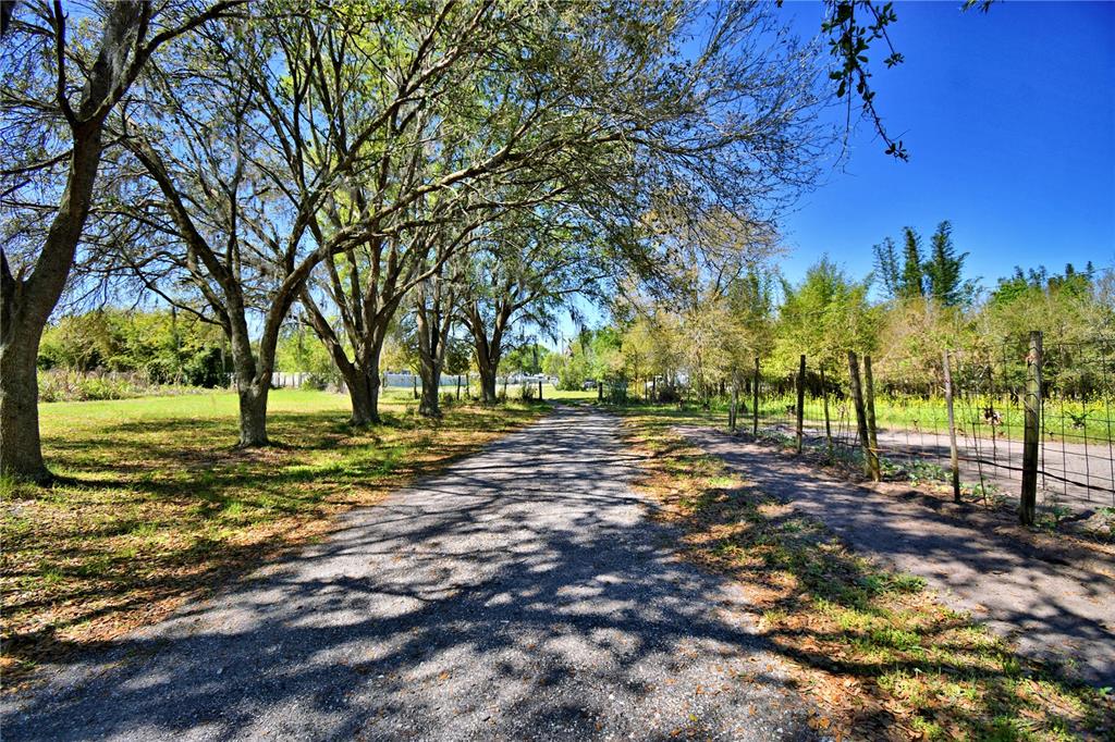 2039 Ranchland Drive Lakeland, FL 33809 - Photo 57 of 93 a view of yard with tree