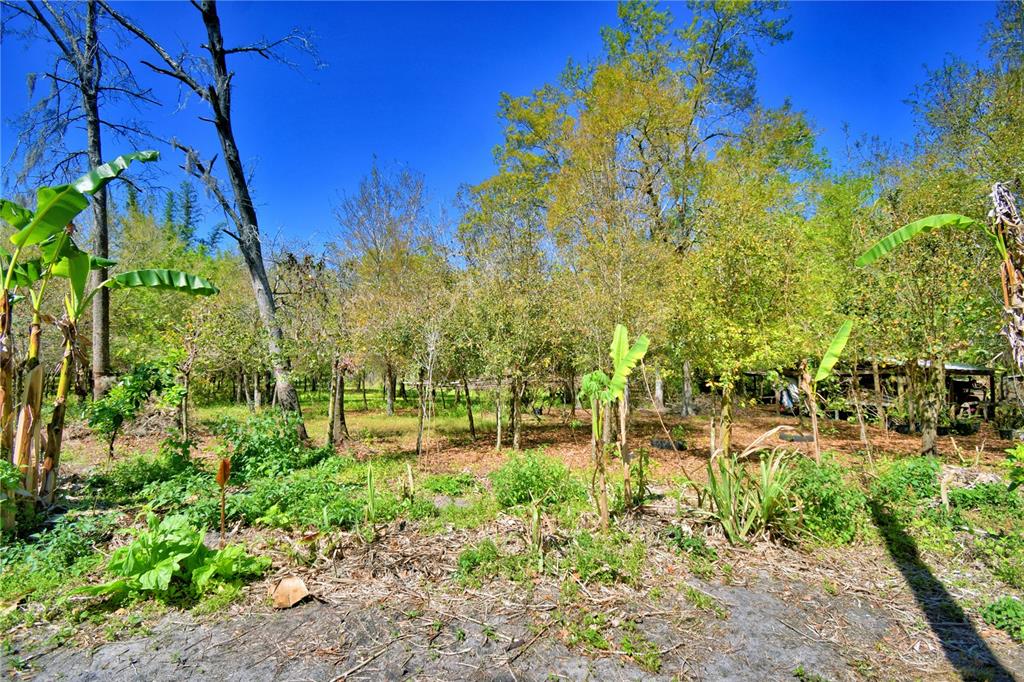 2039 Ranchland Drive Lakeland, FL 33809 - Photo 61 of 93 a view of yard with green space