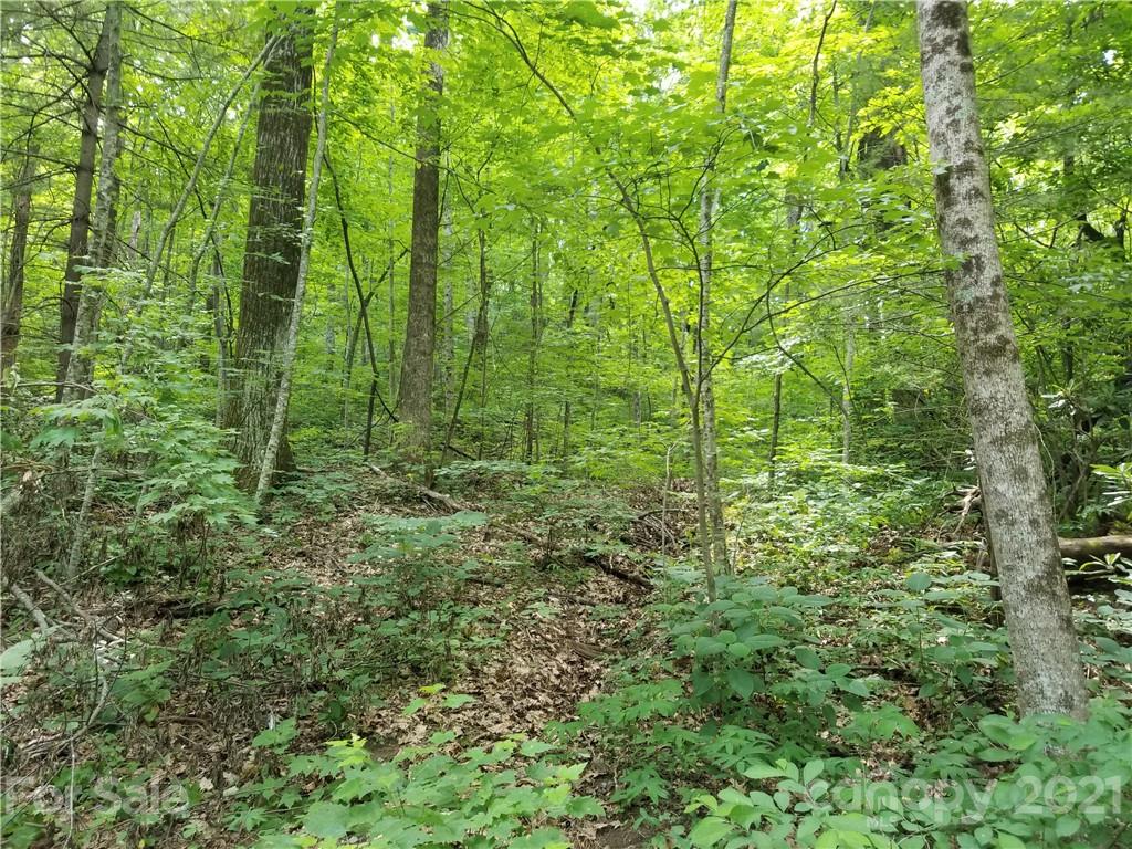 341 Melrose Mountain Road Tryon, NC 28782 - Photo 14 of 36 a view of forest