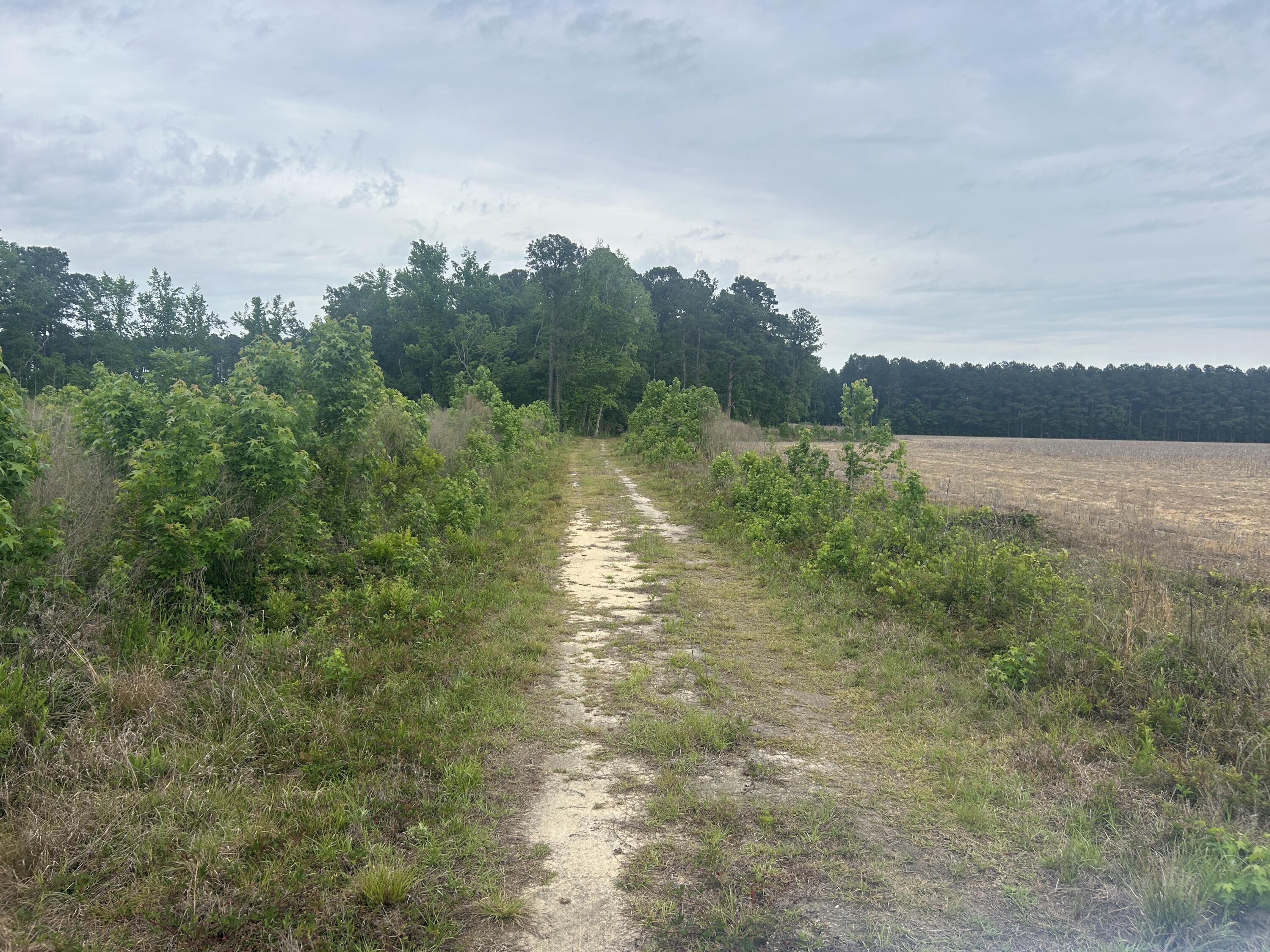 0 Pineview Farm Rd Lane Lane, SC 29564 - Photo 10 of 18 IMG_6691