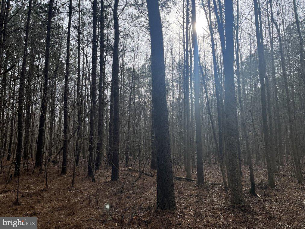 0 Athol Road Mardela Springs, MD 21837 - Photo 7 of 8