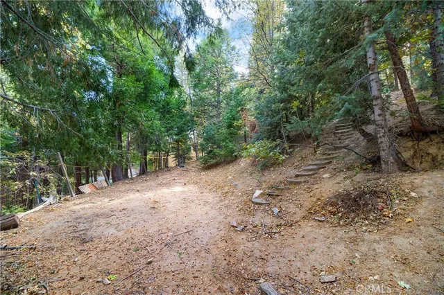 a view of a forest with trees in the background