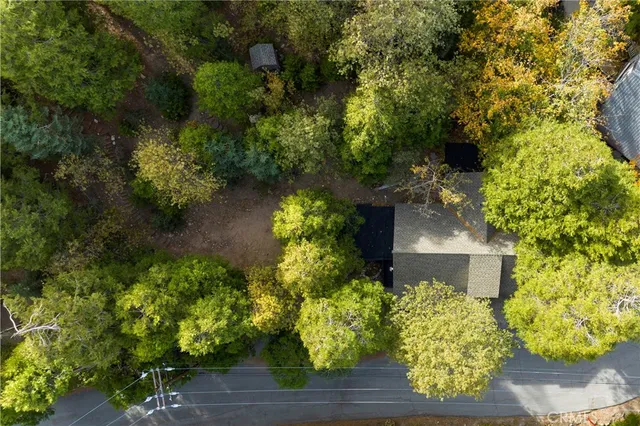 a plant that is in a garden