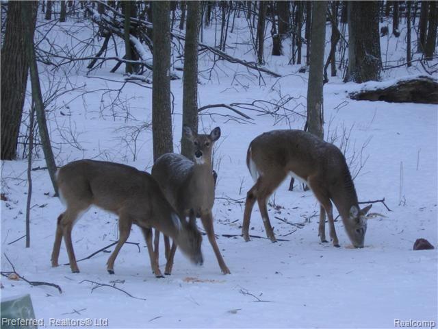 770 Cherry Grove Road, Unit 126 Canton, MI 48188 - Photo 17 of 18 VISITING DEER