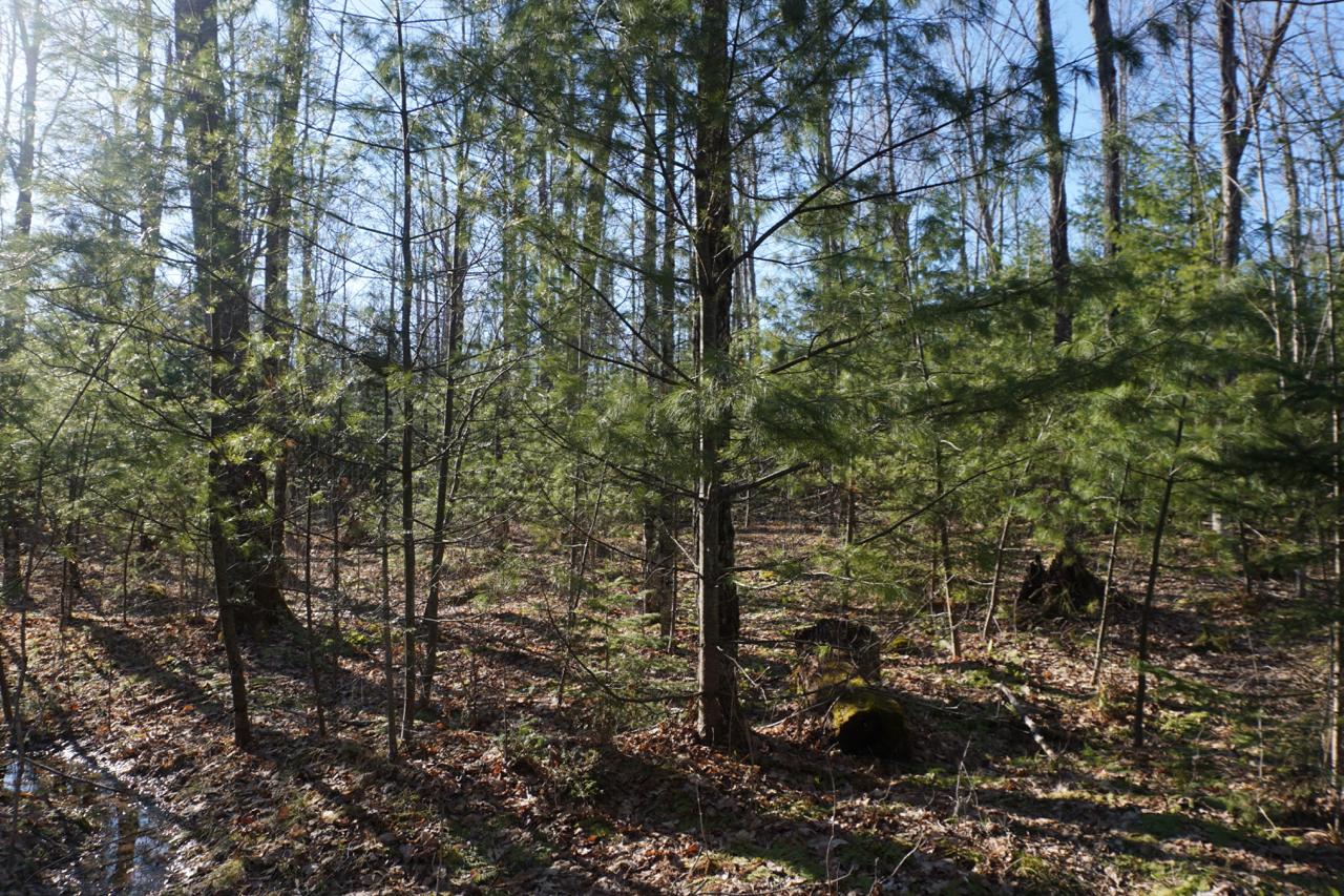 On Columbus Road, Unit PARCEL 2 Conover, WI 54519 - Photo 3 of 10 Gallery Image 3