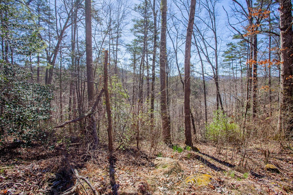 95 Cateye Road Robbinsville, NC 28771 - Photo 8 of 18 Gallery Image 8