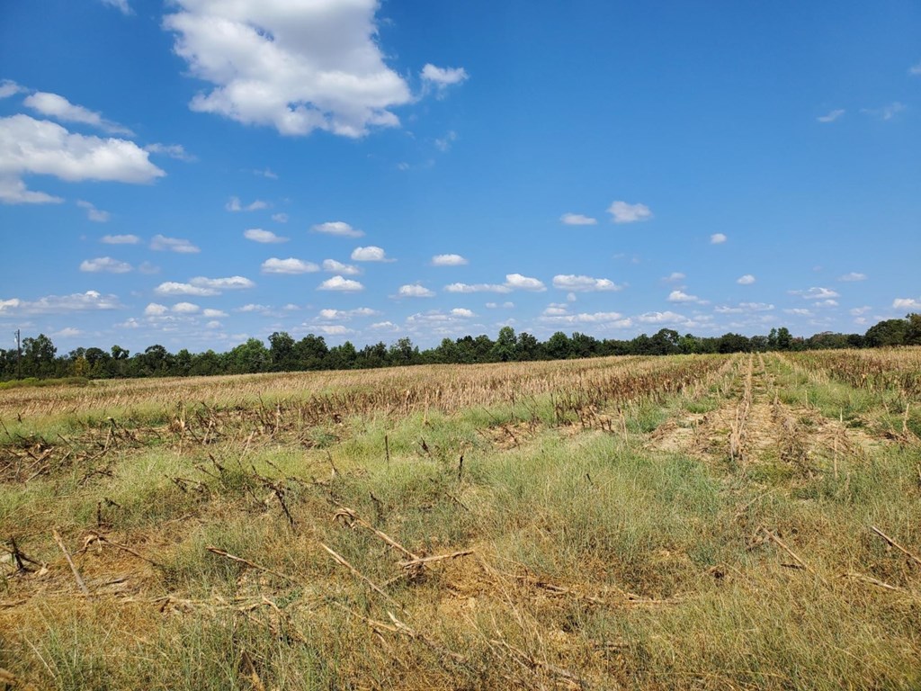 1243 Scott Road Slocomb, AL 36375 - Photo 7 of 10