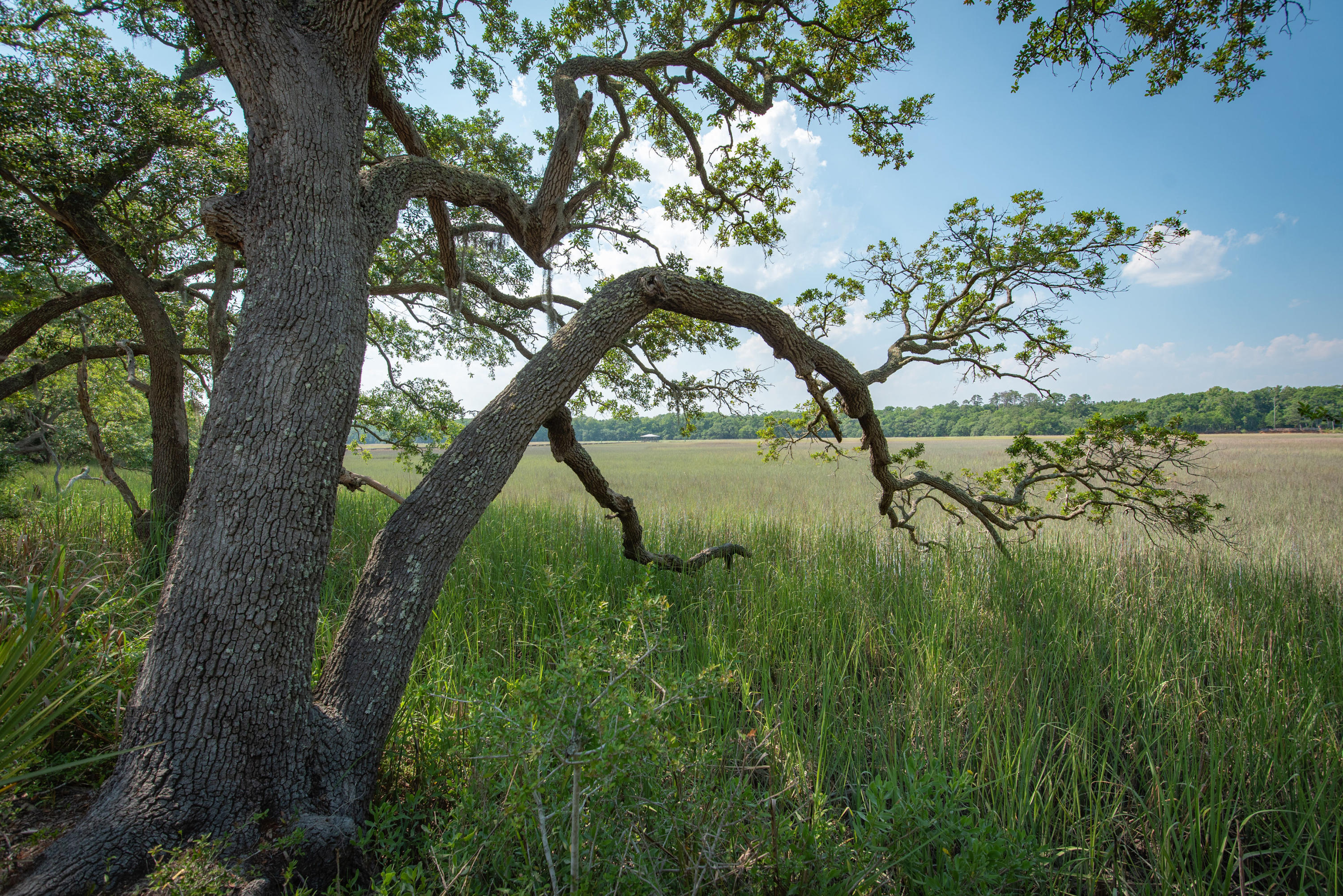 8942 Sandy Creek Road Edisto Island, SC 29438 - Photo 12 of 20 8942SandyCreekRd-5