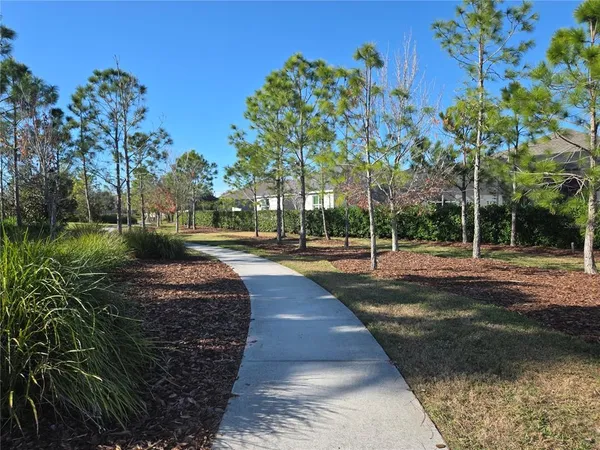 a view of a yard with plants and trees