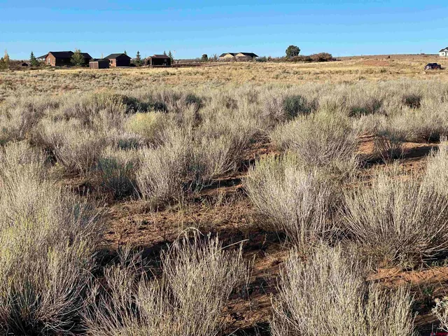 a view of a dry yard with trees