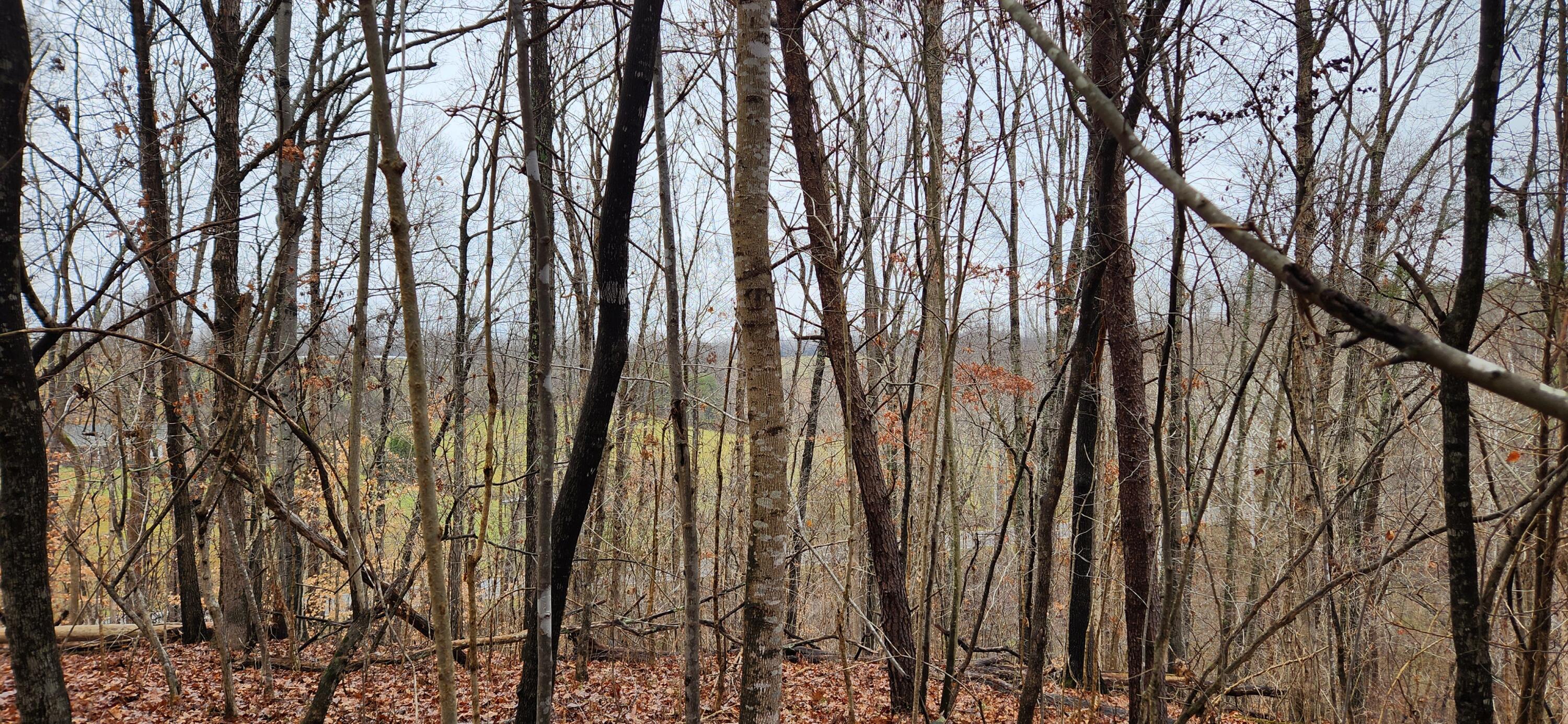 Lot 6 Brooks Mill Road Glade Hill, VA 24092 - Photo 4 of 4 a view of outdoor space with a garden