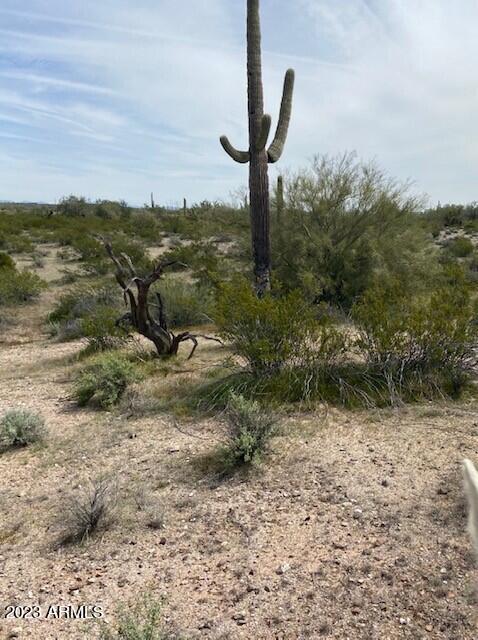 Diverson Dam Cactus