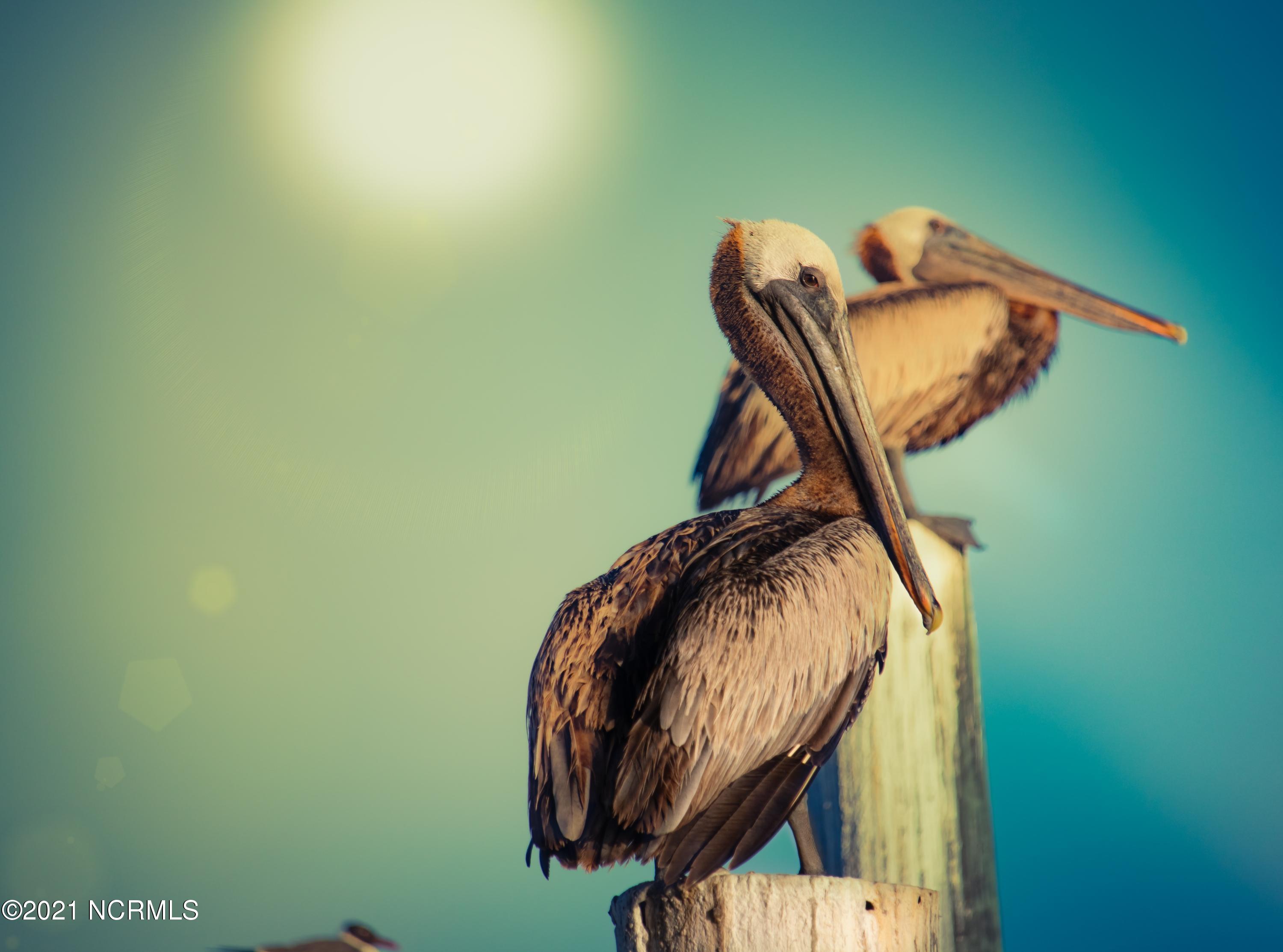 7 Acacia Road Hampstead, NC 28443 - Photo 5 of 6 pelicans